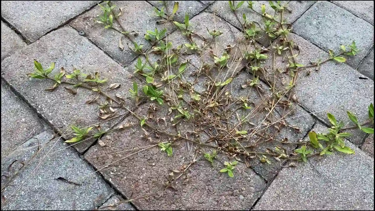 Weeds Grow